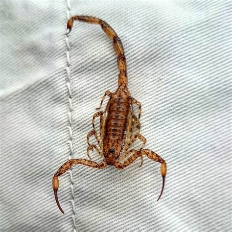 brown scorpion philippines